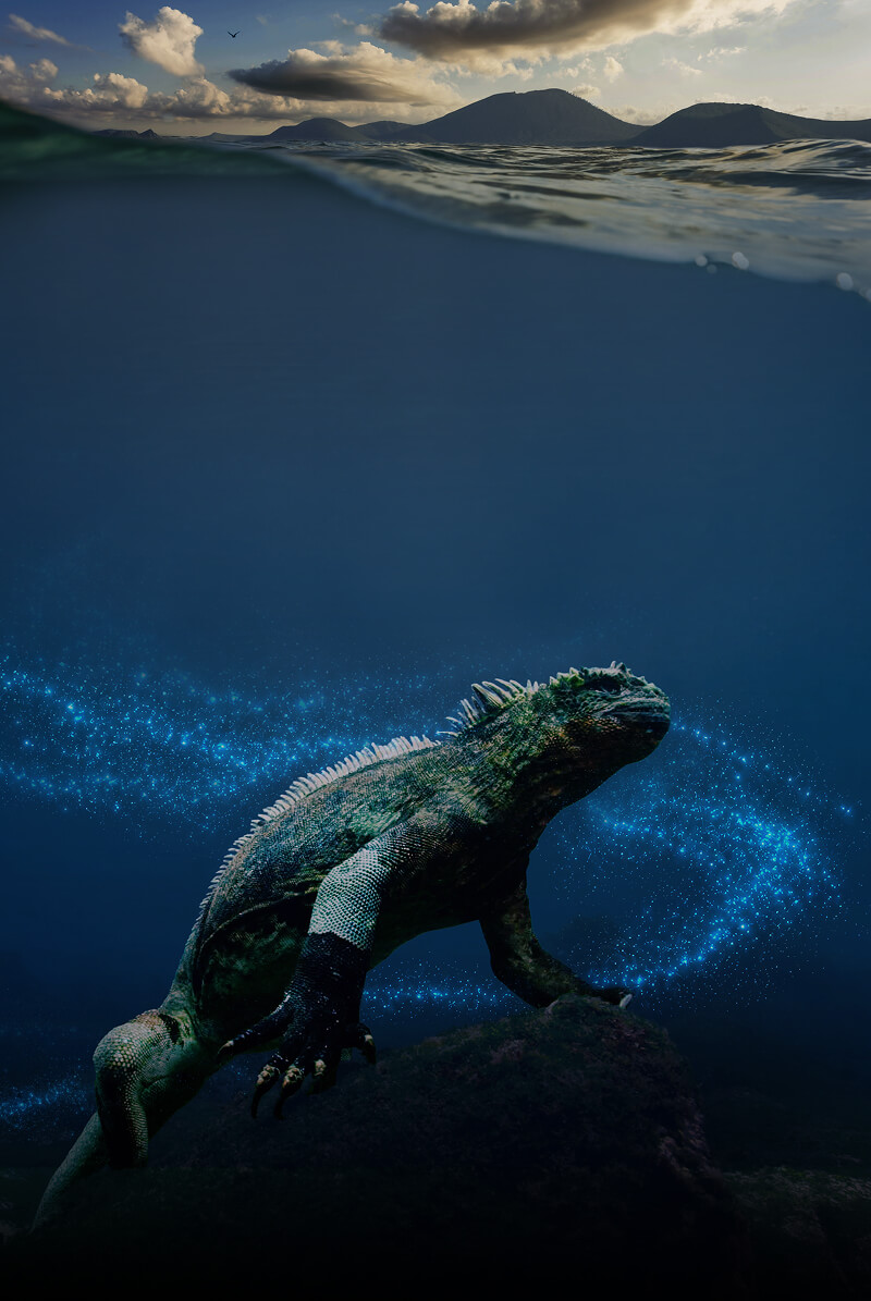project galapagos